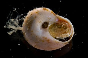 Media type: image;   Malacology 394025 Description: Image of live gastropod taken shortly after collection with operculum attached.;  Aspect: BAS